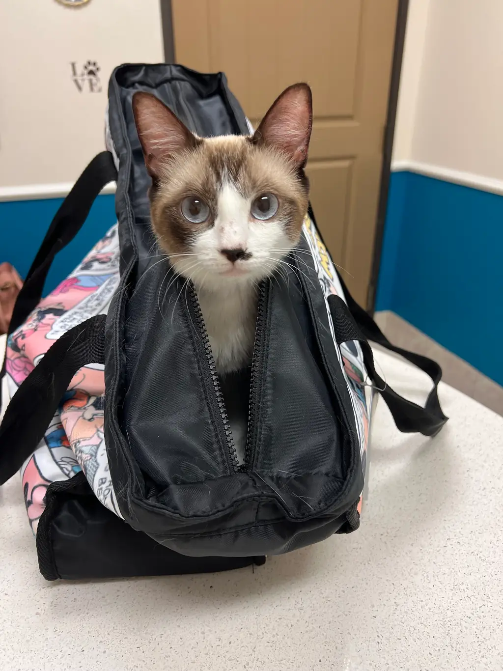 A cat looking out of its carrier on the exam table at Rose-Rich Veterinary Clinic
