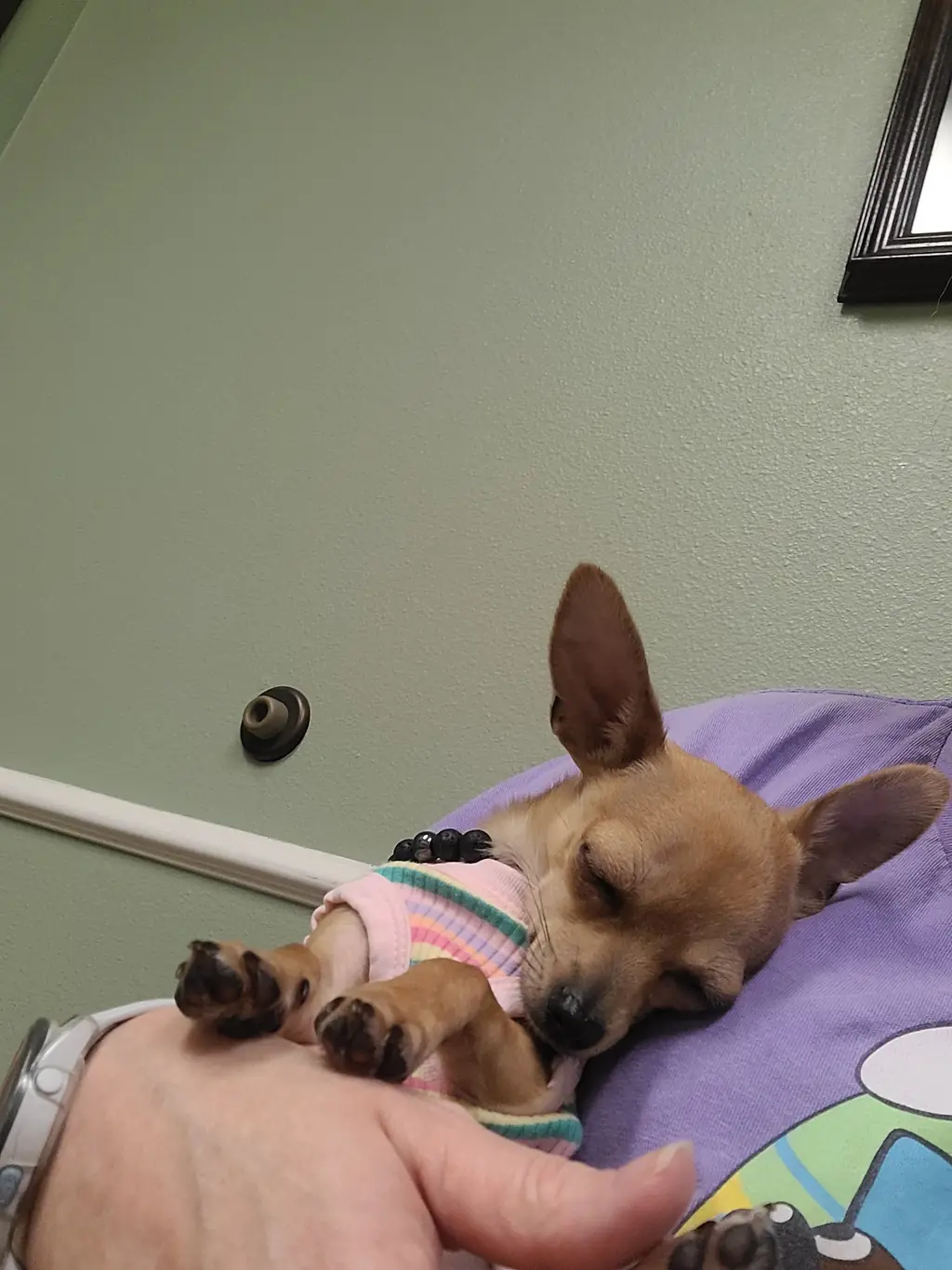A small dog resting on its owner's arm at Rose-Rich Veterinary Clinic
