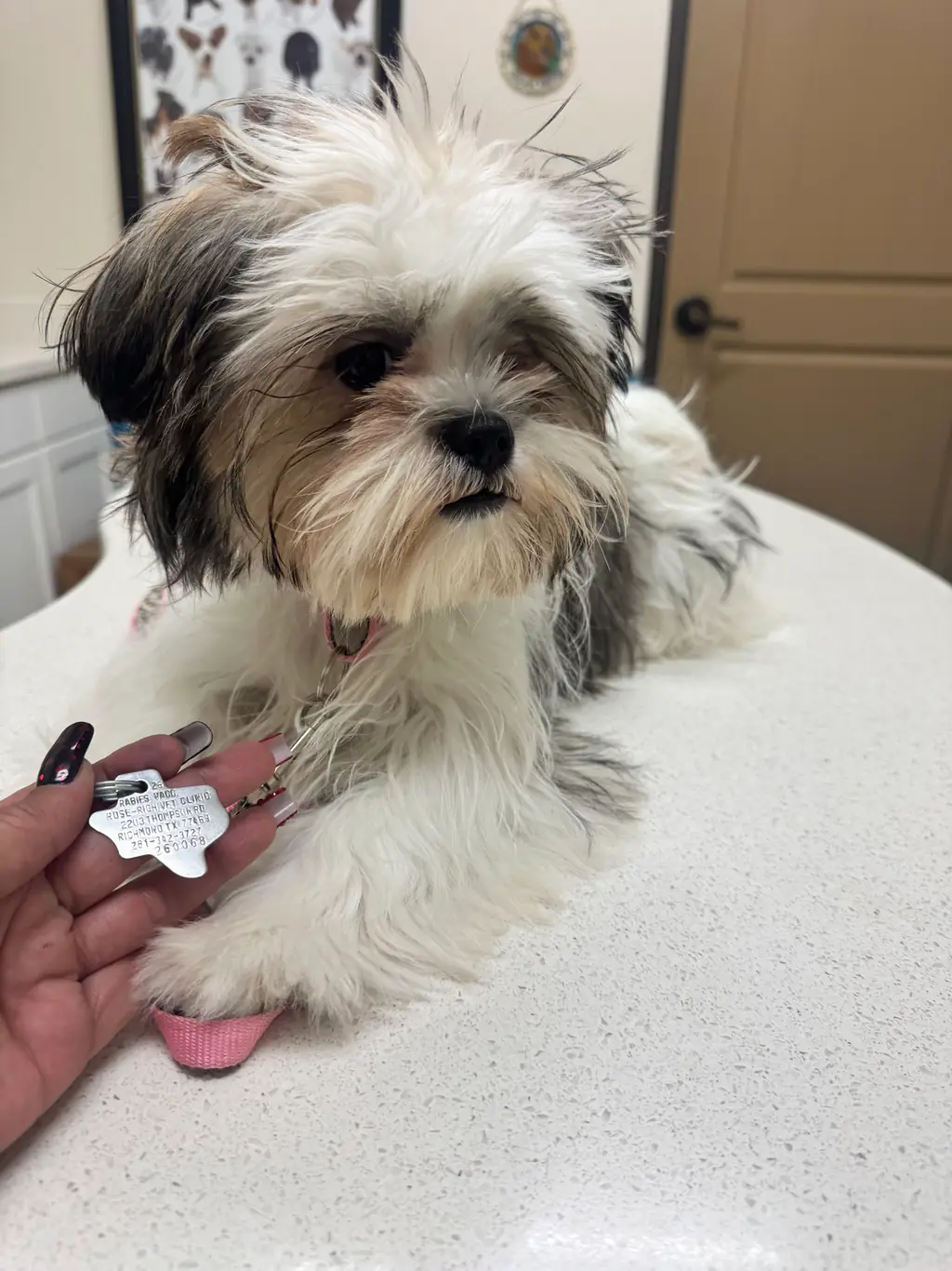A dog on the exam table in an exam room at Rose-Rich Veterinary Clinic