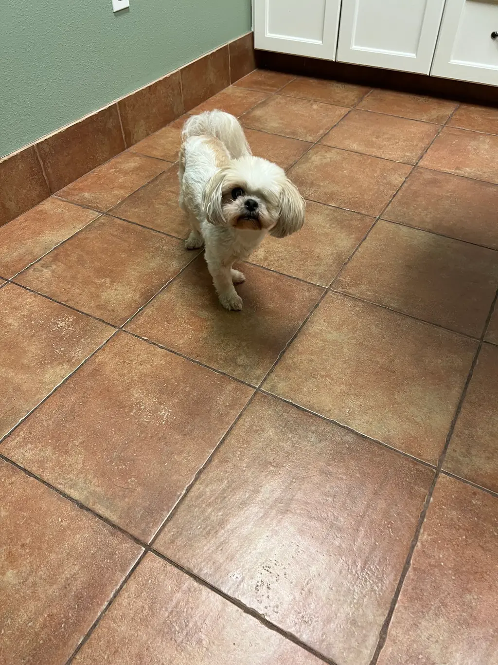 A small dog on the tiled floor at Rose-Rich Veterinary Clinic