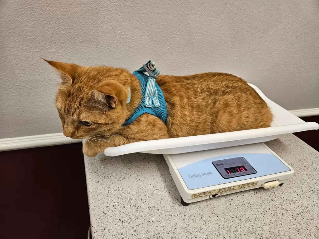An orange tabby cat being weighed on a baby scale at Rose-Rich Veterinary Clinic